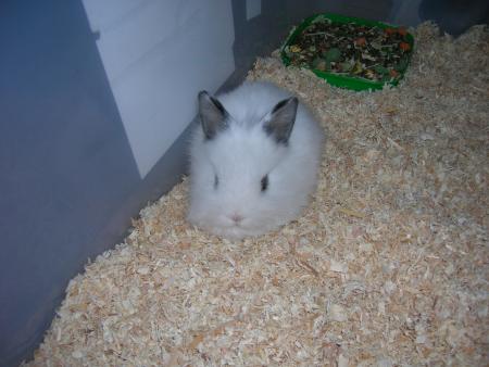 Nouveau venu dans la maison